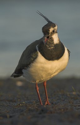 Lapwing - Vanellus vanellus