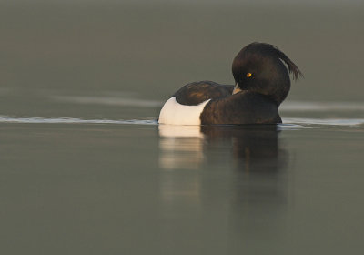 Tufted duck - Aythya fuligula