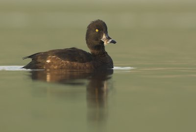 Tufted duck - Aythya fuligula