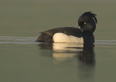 Tufted duck - Aythya fuligula