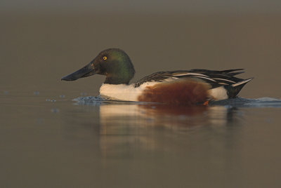 Shoveler
