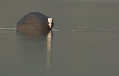 Coot - Fulica atra