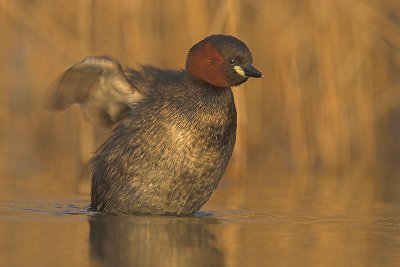 Little grebe - Tachybaptus ruficollis