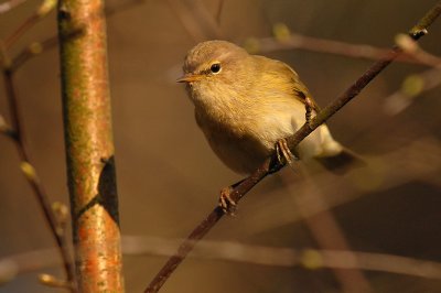 Chiffchaff - Phylloscopus collybita