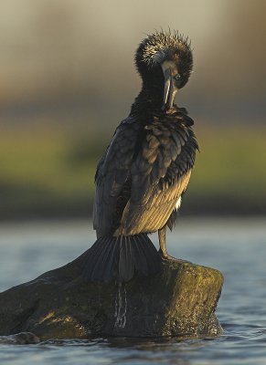 Cormorant - Phalacrocorax carbo