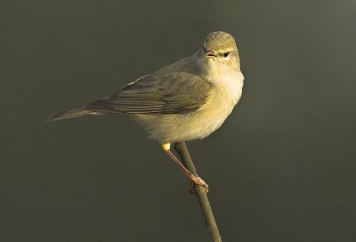 Willow warbler - Phylloscopus trochilus