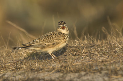 Skylark - Alauda arvensis