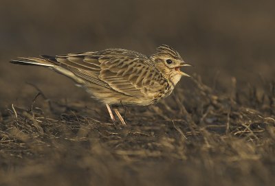 Skylark - Alauda arvensis