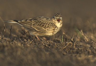 Skylark - Alauda arvensis