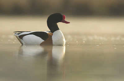 Shelduck - Tadorna tadorna