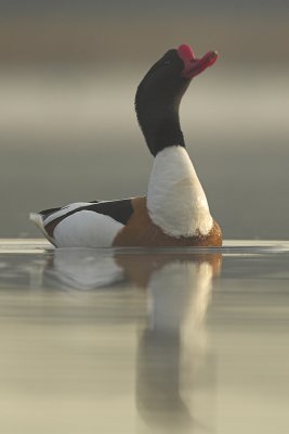 Shelduck - Tadorna tadorna