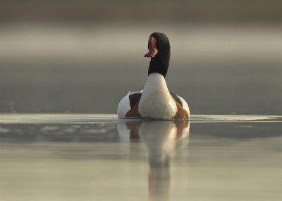 Shelduck - Tadorna tadorna