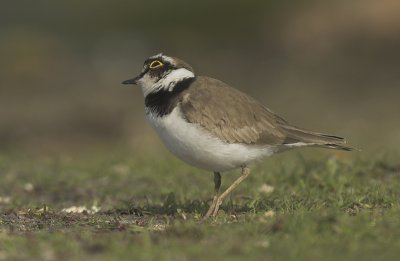 Little ringed plover - Charadrius dubius