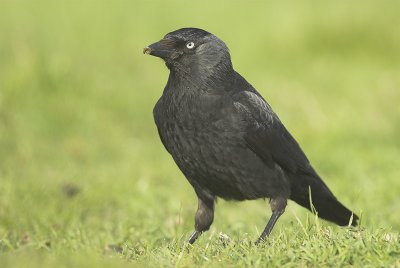 Jackdaw - Corvus monedula