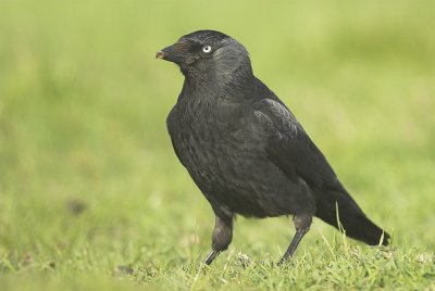 Jackdaw - Corvus monedula