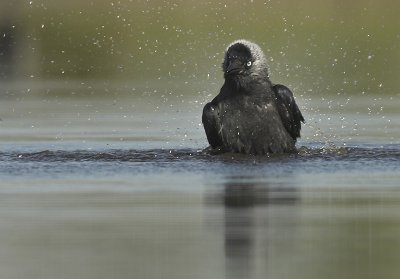 Jackdaw - Corvus monedula