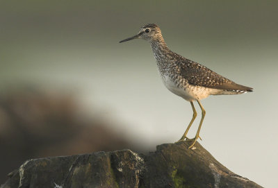 Wood sandpiper - Tringa glareola