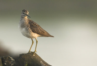 Wood sandpiper - Tringa glareola