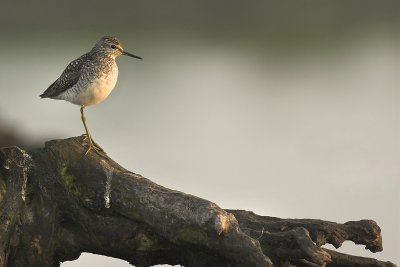 Wood sandpiper - Tringa glareola