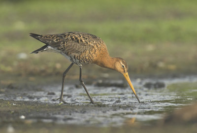 Black-tailed Godwit - Limosa limosa