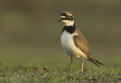 Little ringed plover - Charadrius dubius