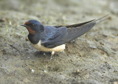 Barn swallow - Hirundo rustica