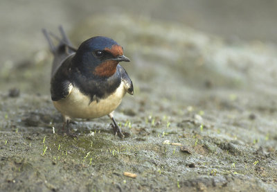 Barn swallow - Hirundo rustica