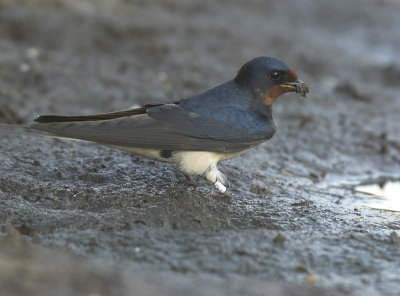 Barn swallow - Hirundo rustica