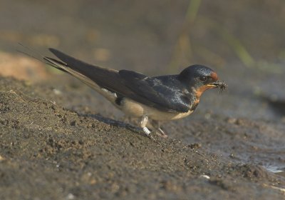 Barn swallow - Hirundo rustica