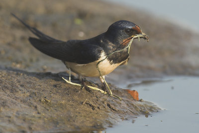 Barn swallow - Hirundo rustica