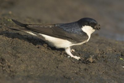 House martin - Delichon urbica