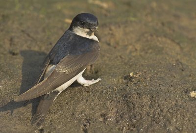 House martin - Delichon urbica