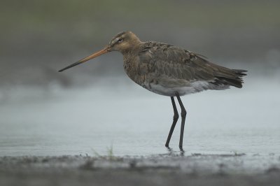 Black-tailed godwit - Limosa limosa