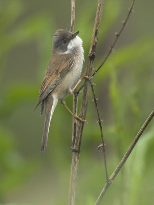 Whitethroat - Sylvia communis