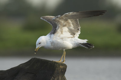 Lesser black-backed gull - Larus fuscus