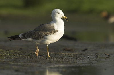 Lesser black-backed gull - Larus fuscus