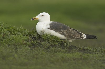 Lesser black-backed gull - Larus fuscus