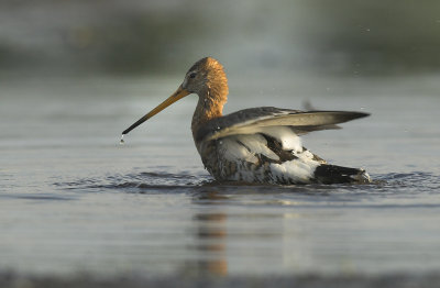Black-tailed godwit - Limosa limosa