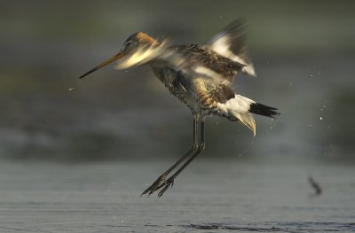 Black-tailed godwit - Limosa limosa