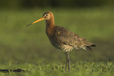 Black-tailed godwit - Limosa limosa