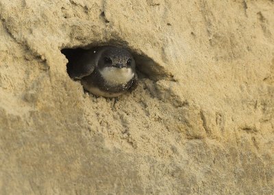 Sand martin - Riparia riparia