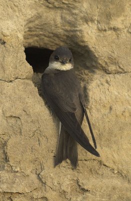 Sand martin - Riparia riparia