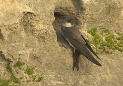 Sand martin - Riparia riparia