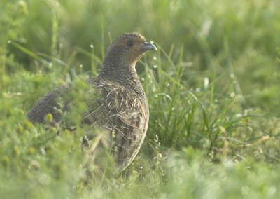 Grey partridge - Perdix perdix