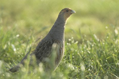 Grey partridge - Perdix perdix