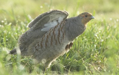Grey partridge - Perdix perdix