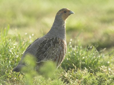 Grey partridge - Perdix perdix