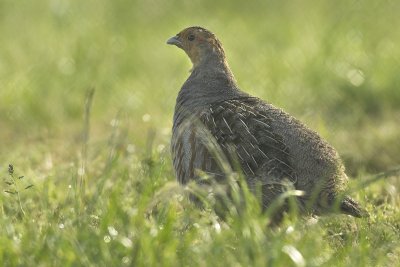 Grey partridge - Perdix perdix