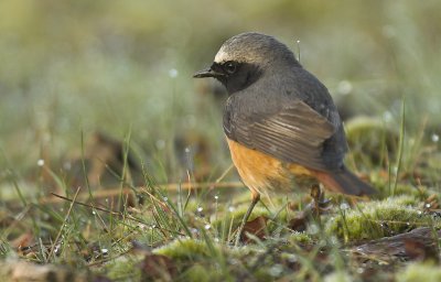 Redstart - Phoenicurus phoenicurus