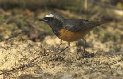Redstart - Phoenicurus phoenicurus